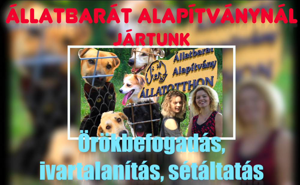 Miért fogadj örökbe? Vigyázat! CUKI kutyák-cicák Miért fogadj örökbe? Vigyázat! CUKI kutyák-cicák